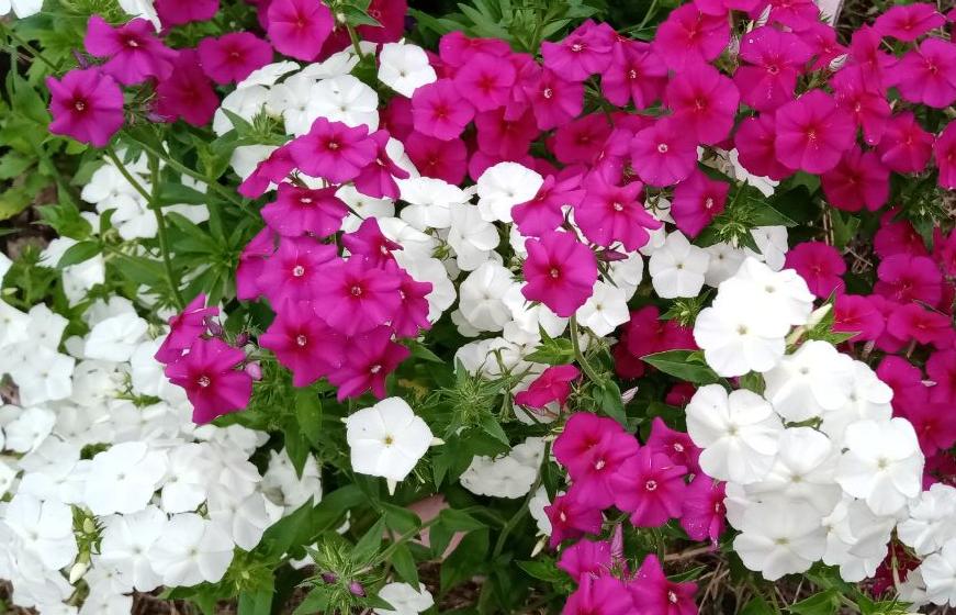 Фото В улан-удэнском парке пройдет концерт «Летнее настроение»