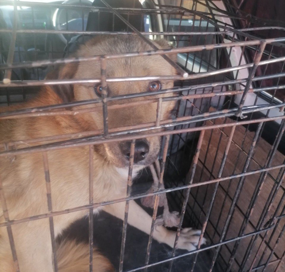 Фото В печально известном микрорайоне Улан-Удэ отловили четыре бродячих собаки