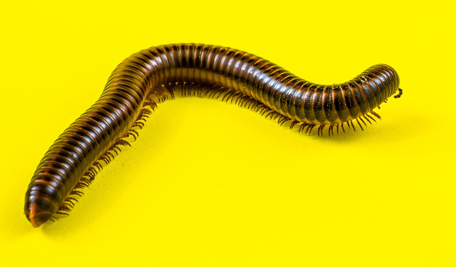 Фото На берегах Тайваня заметили следы трёхметровых хищных червей