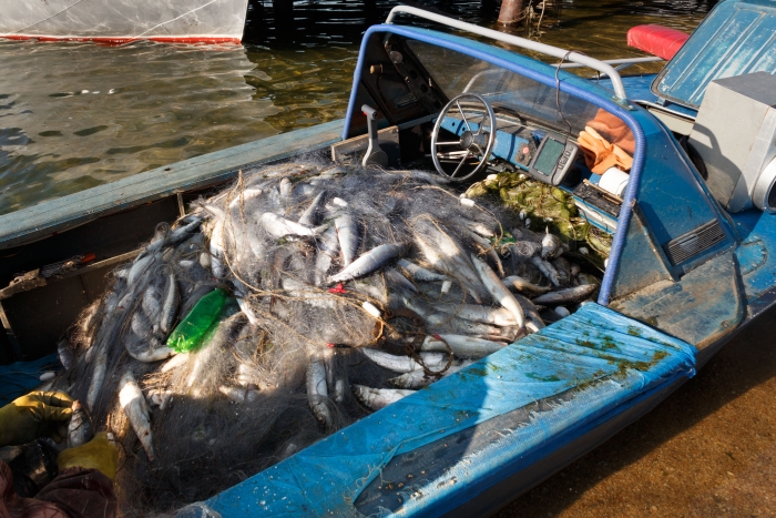 Фото Инспекторов рыбоохраны и жителя Бурятии осудили за вылов нерестового омуля