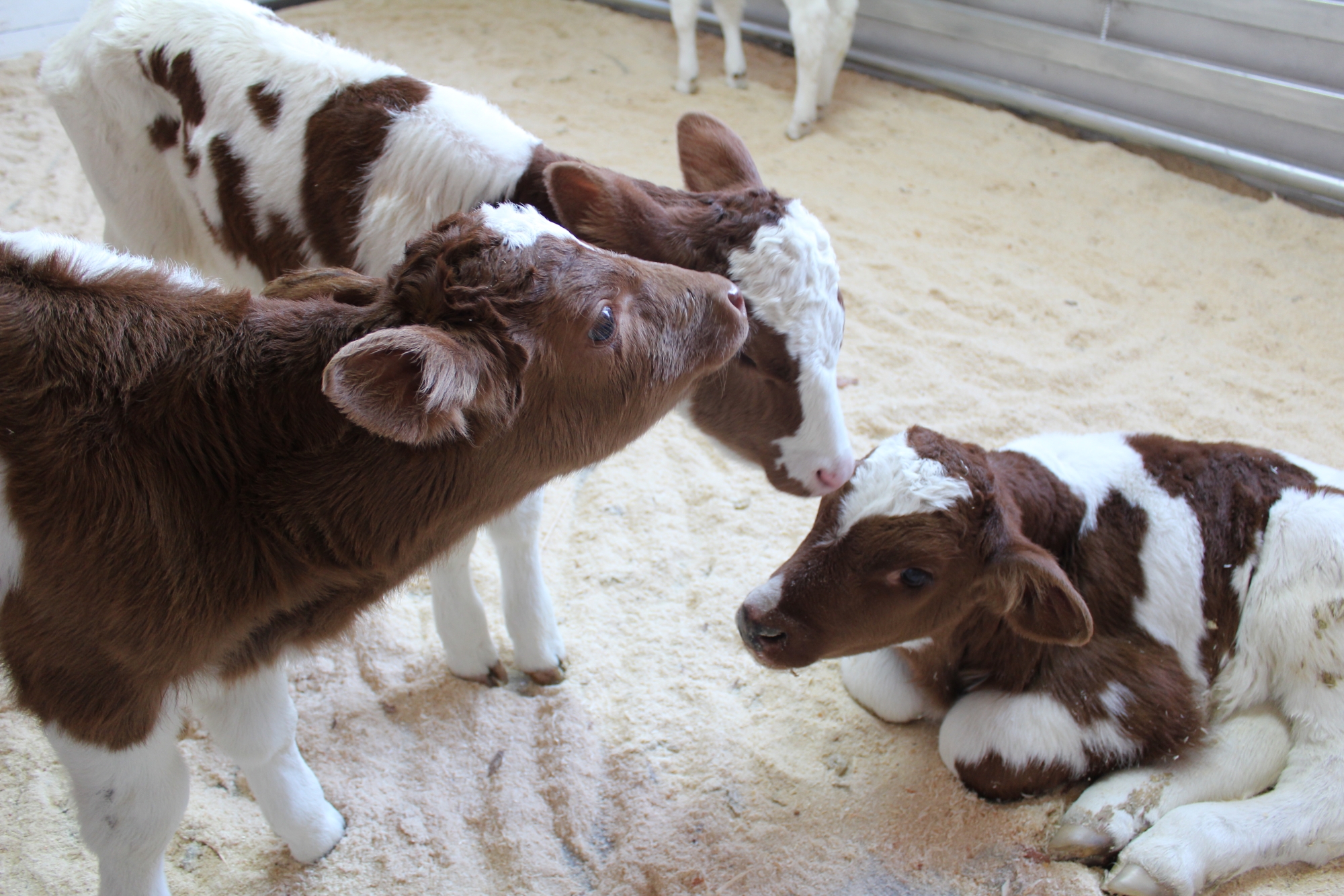 Фото Бурятские животноводы получили более 248 тысяч голов молодняка сельхозживотных 