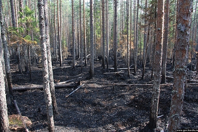 Фото Бурятия потеряла 1,1 млн га леса из-за пожаров