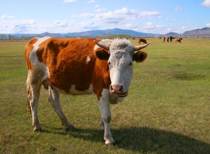 Фото В Бурятии сельчане убили корову и достали из ее живота мутанта (ФОТО)