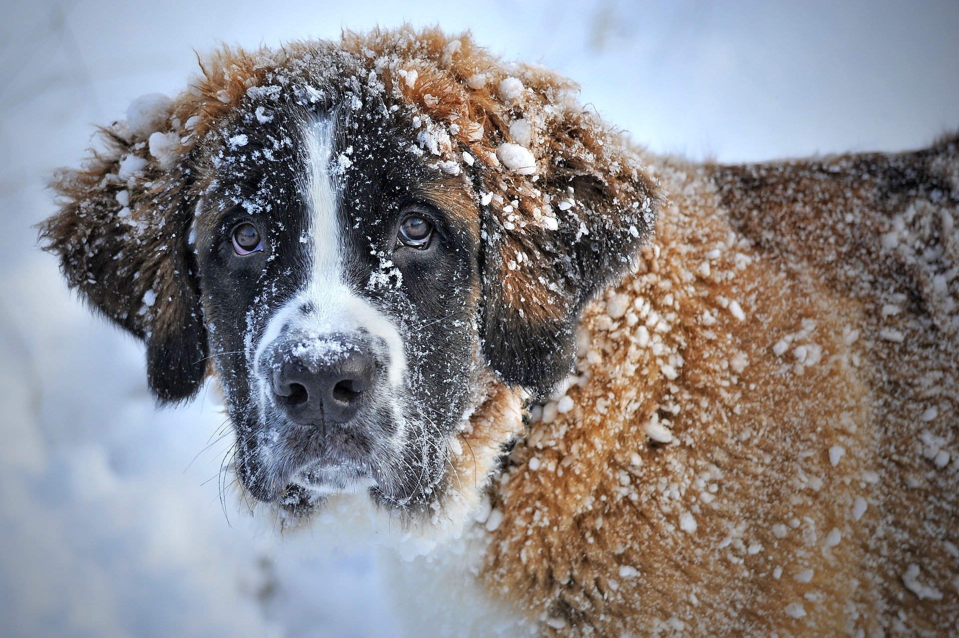 Фото Жителям Бурятии напомнили о правилах содержания собак