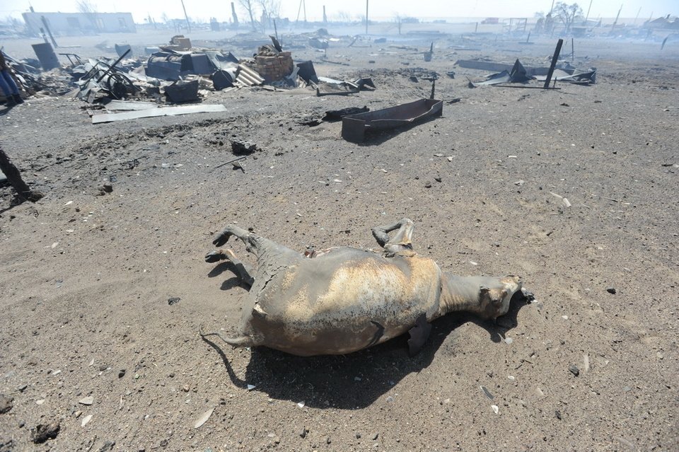 Фото Около 13 тыс сельскохозяйственных животных сгорело в пожарах в Забайкалье