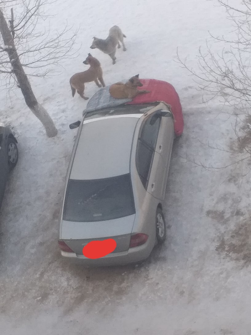Фото Фото дня: бездомные собаки греются на капоте машины