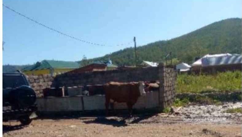 Фото В Бурятии три коровы отправились на штрафстоянку