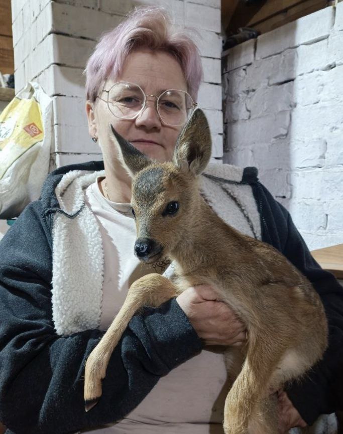 Фото В Бурятии выпустили маленькую косулю 