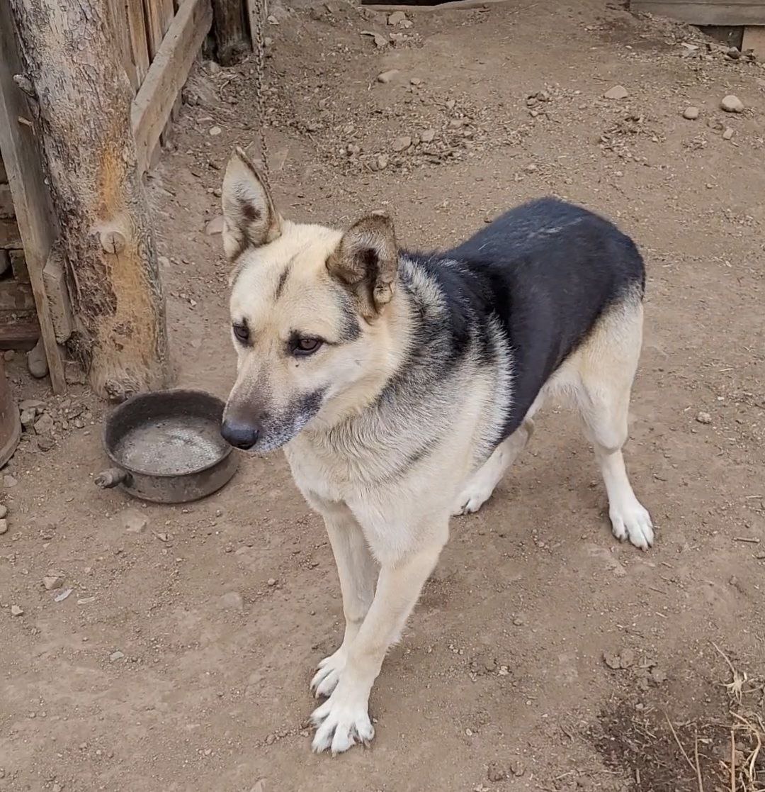 Фото В районе Бурятии полгода будет проводиться бесплатная стерилизация собак