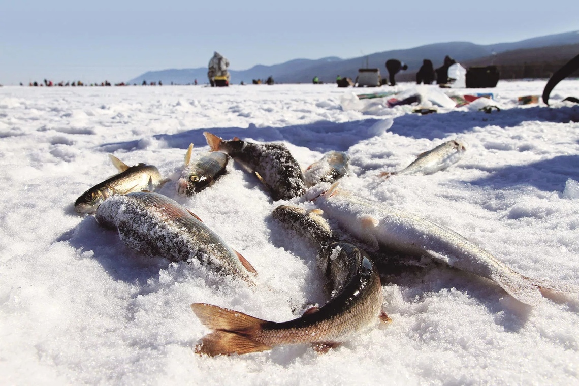 Фото Призы «Байкальской рыбалки-2020» перейдут на следующий год