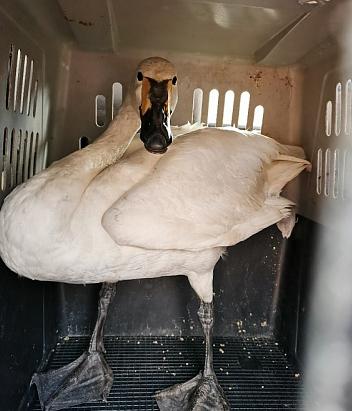 Фото В Иркутской зоогалерее выхаживают раненого лебедя