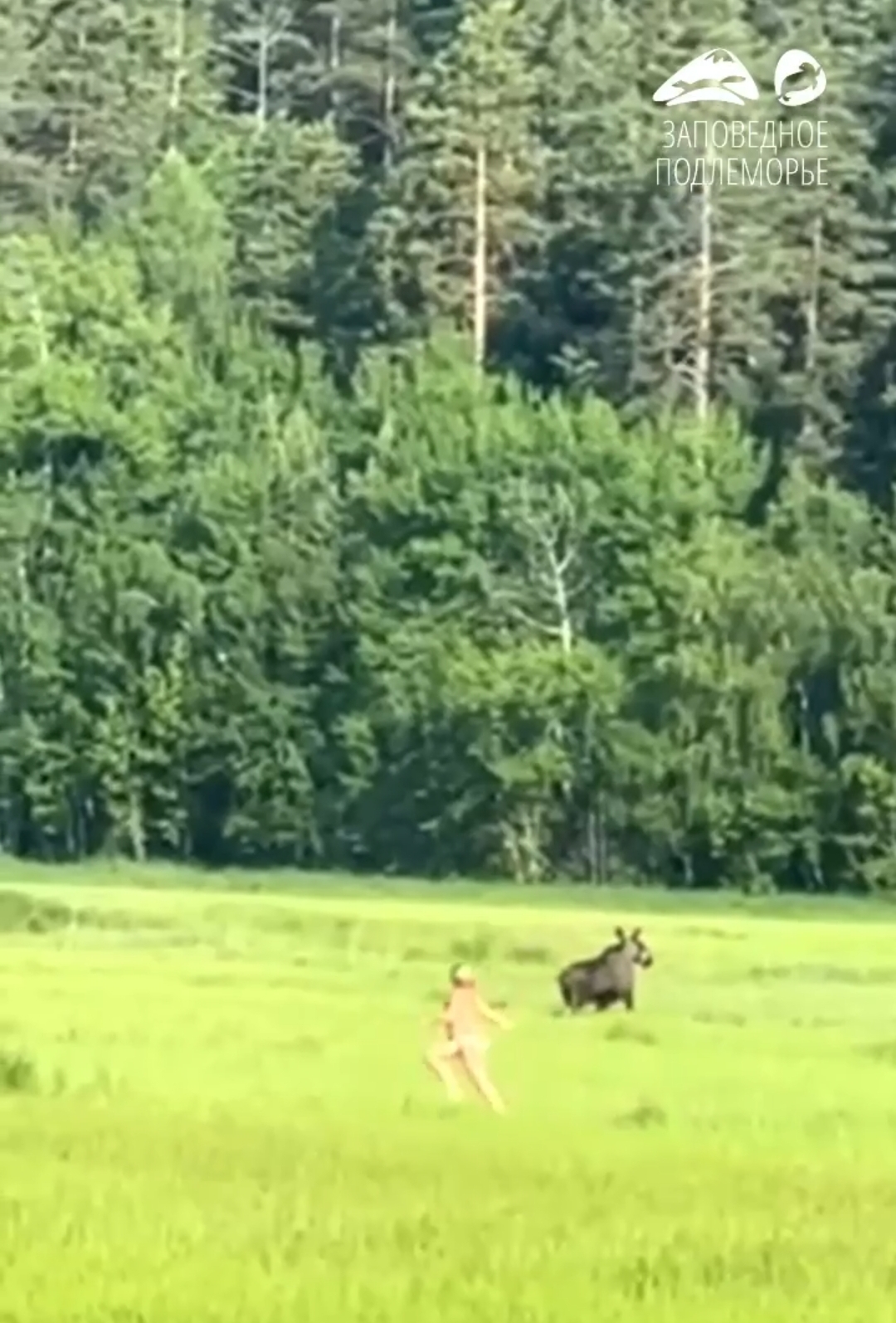 Фото Туристка в заповеднике Бурятии повстречала крупного лося