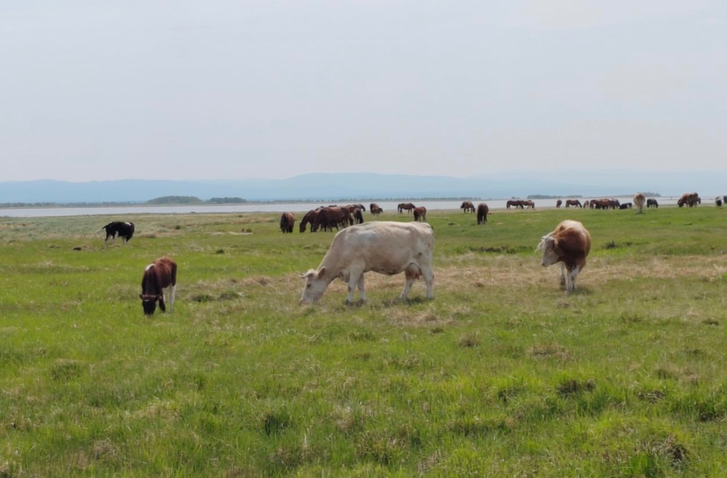 Фото В столице Бурятии задержали коров с бирками