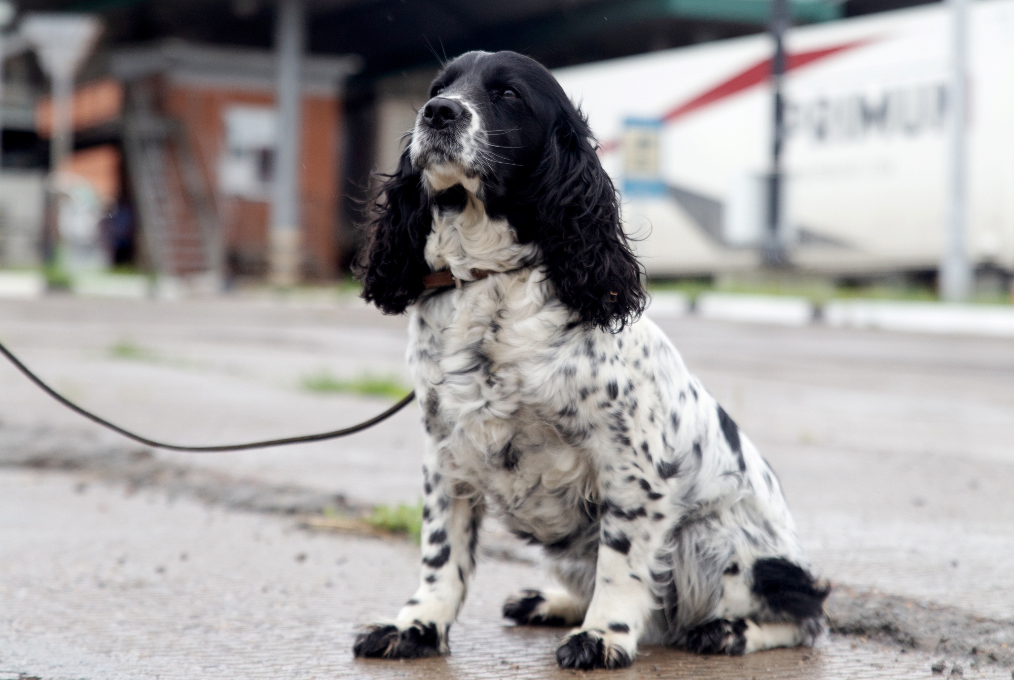 Фото В Бурятии спаниель Пеппи показала высокий уровень работы на таможне