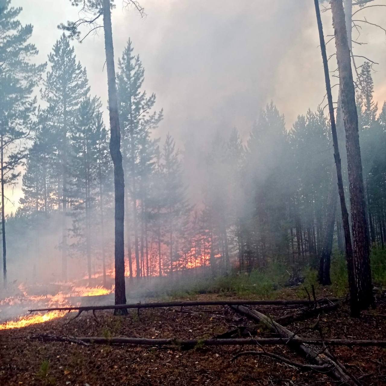 Фото В лесах Бурятии огнем пройдено более 23 тысяч га