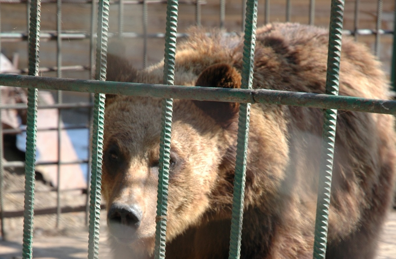 Фото Медведь в Улан-Удэ предсказал холодную зиму