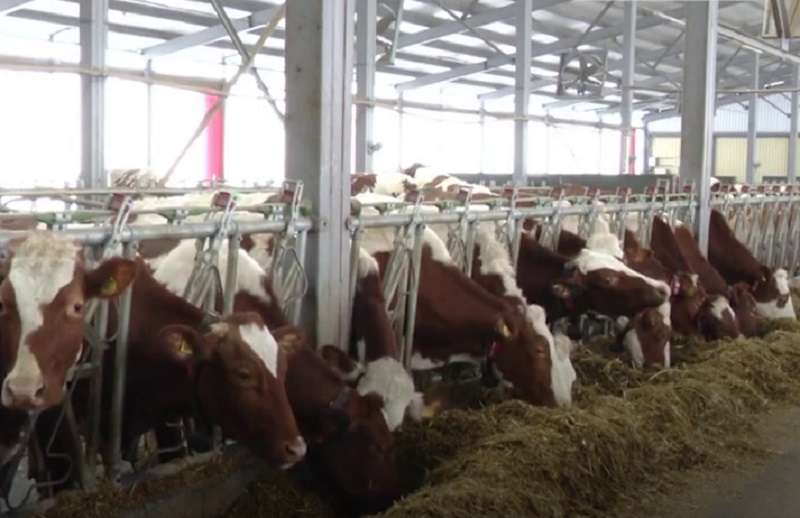 Фото В Иркутской области появилась полностью роботизированная молочно-товарная ферма