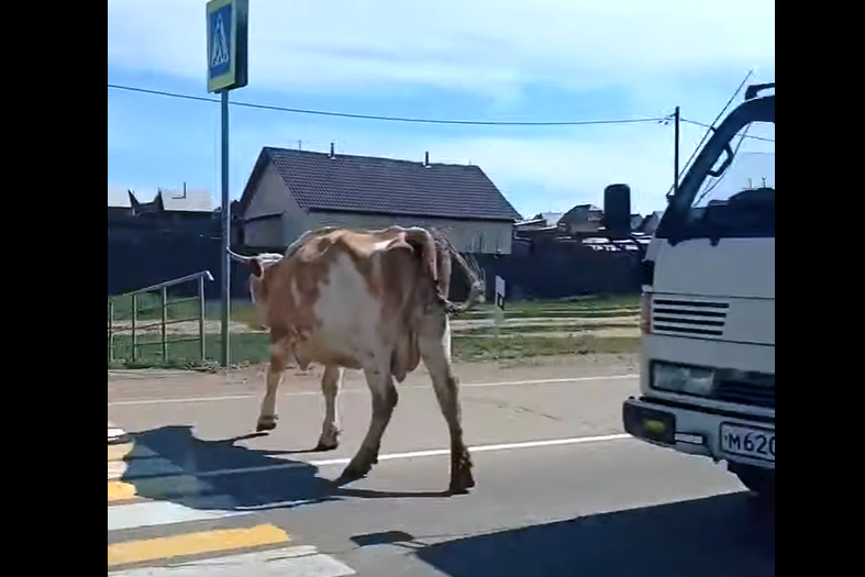 Фото Коровы и собаки в Бурятии переходят дорогу строго по пешеходке ►