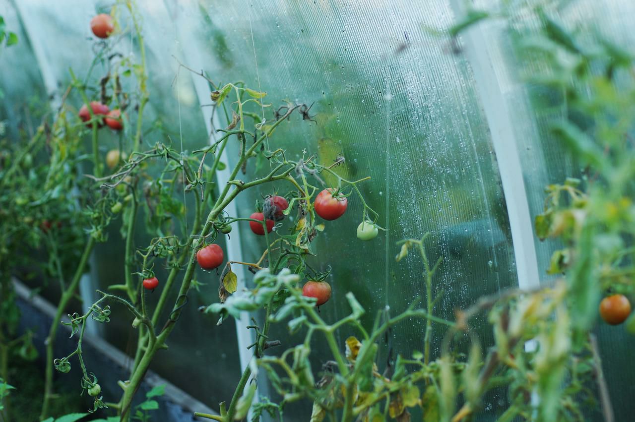 Анатолий Кушнарев: «Хлористый калий для подкормки томатов применять нельзя»- Общество - Новая Бурятия
