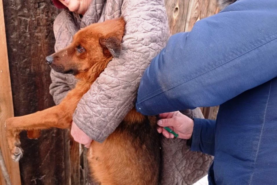 Фото В этом году в Улан-Удэ отловили 6,5 тысяч собак