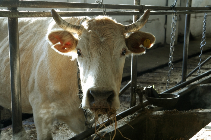 Фото Жительница Бурятии отсудила 415 тыс. рублей за коров, погибших от удара током