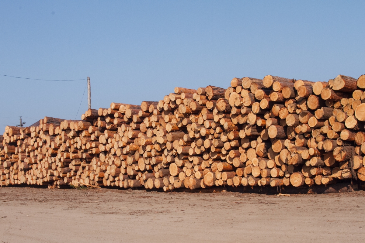 Фото Лесозаготовители Бурятии вывезли более 1000 кубометров древесины с нарушением федерального закона