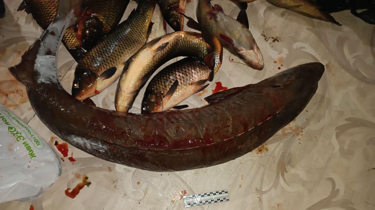 Фото В Бурятии сельчанин наловил краснокнижной рыбы