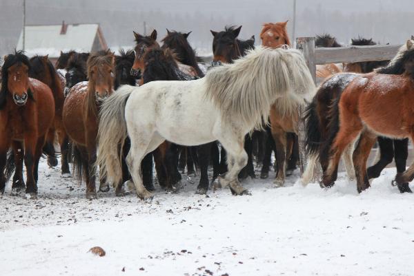 Фото Всероссийский институт коневодства изучит геном лошадей Бурятии (ФОТО)