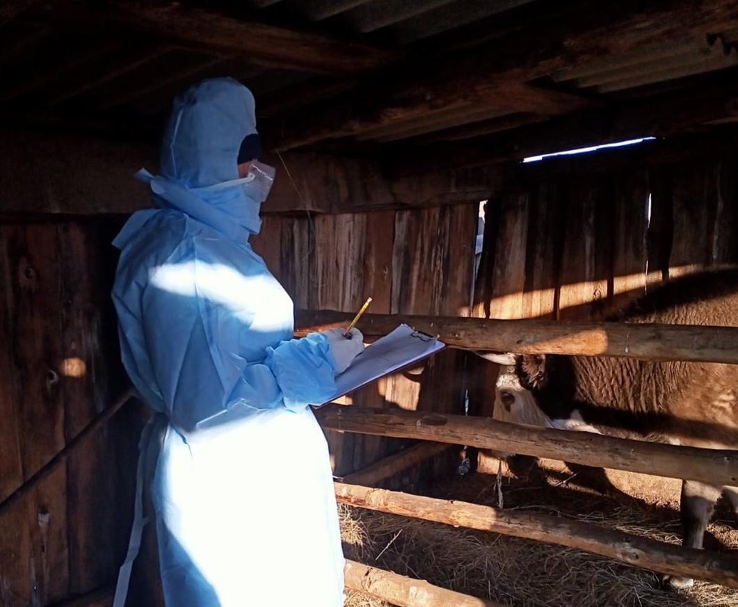 Фото В Минсельхозпроде Бурятии пояснили, сколько заплатят за сожженный из-за дерматита скот