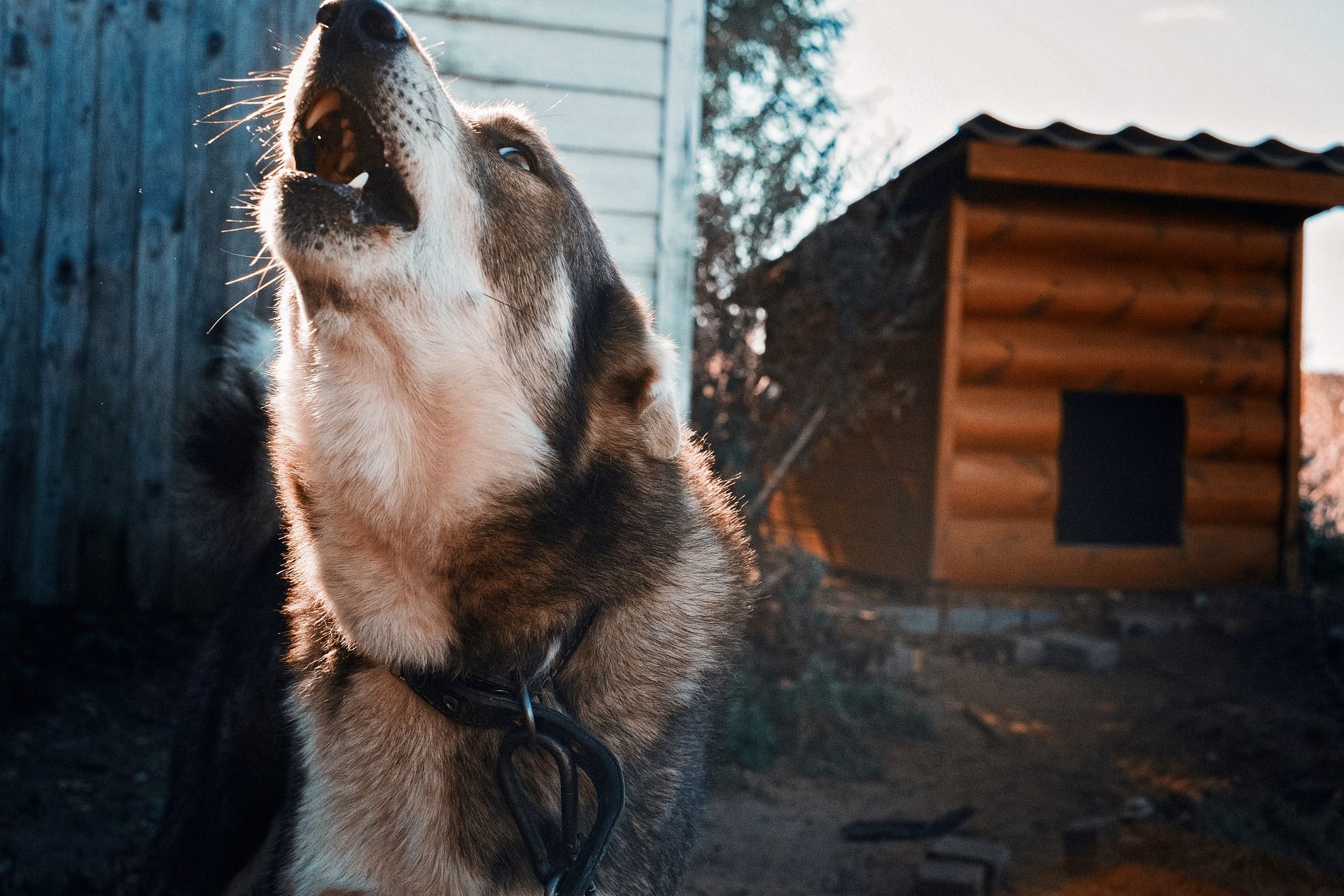 Фото В Бурятии осужден владелец собак, загрызших 80-летнюю пенсионерку