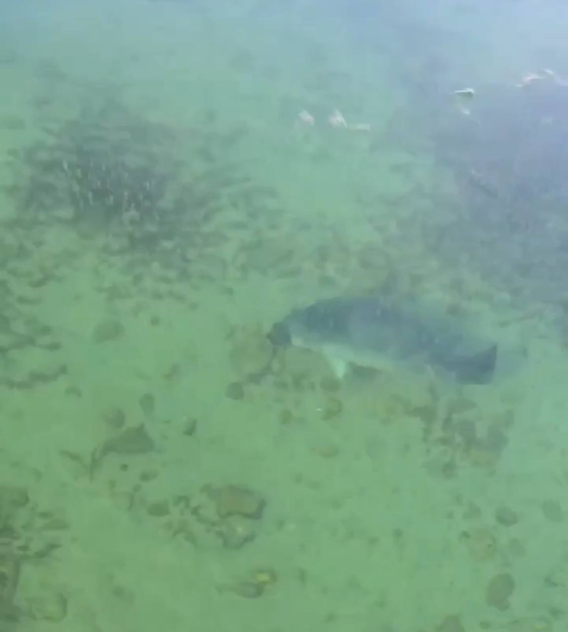 Фото Девушка сняла на видео нерпу подо льдом на Байкале 