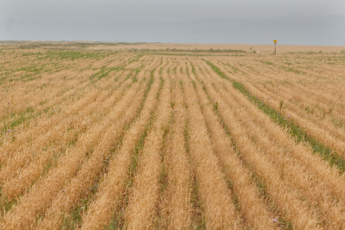 Фото С начала года из Бурятии экспортировано более 77 тысяч тонн зерна