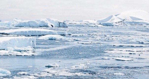 Фото Ученые обнаружили неизвестных существ на ледниках Антарктиды