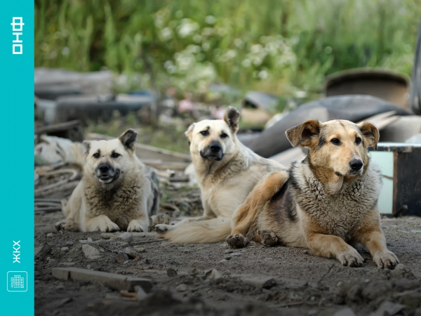 Фото ОНФ просит Минстрой помочь разобраться с собаками