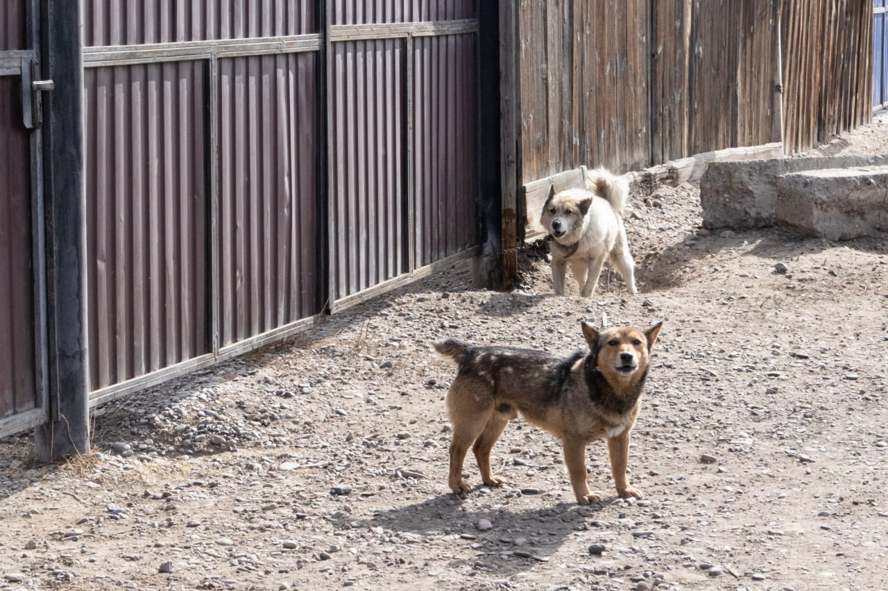 Фото Штраф за самовыгул собак в Улан-Удэ предложили увеличить