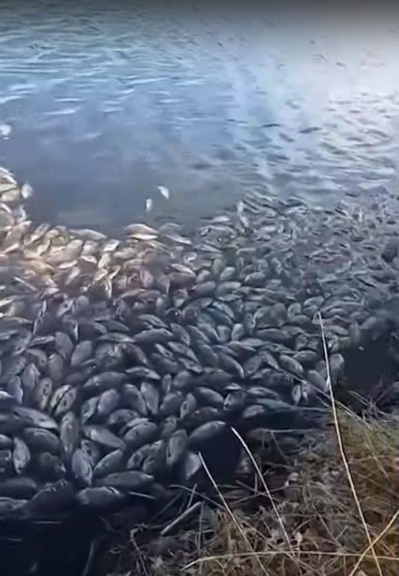 Фото В Бурятии дело о массовой гибели рыбы в Кударинском водохранилище перешло в разряд уголовных