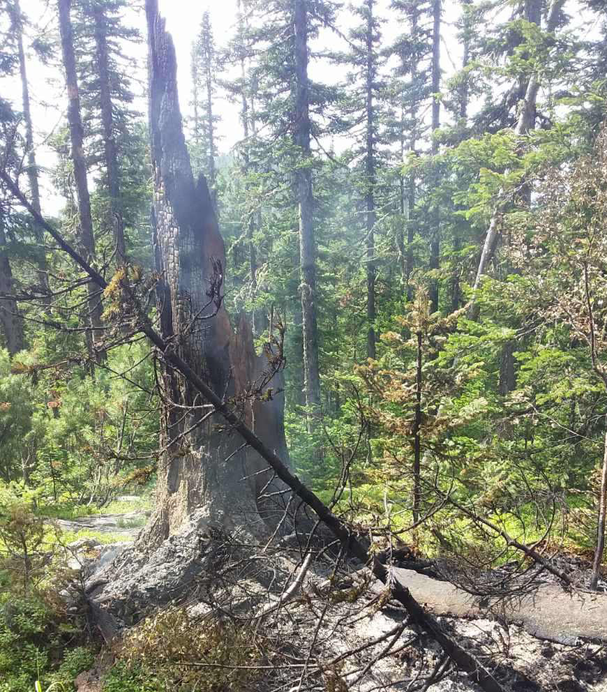 Фото Пять действующих пожаров в лесах Бурятии вызваны грозой