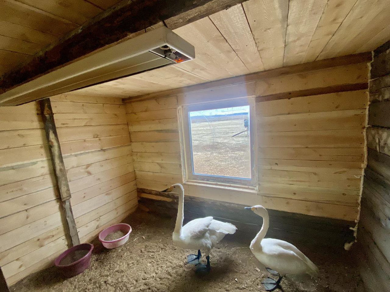 Фото Еравнинцы в Бурятии взяли под опеку спасенных лебедей