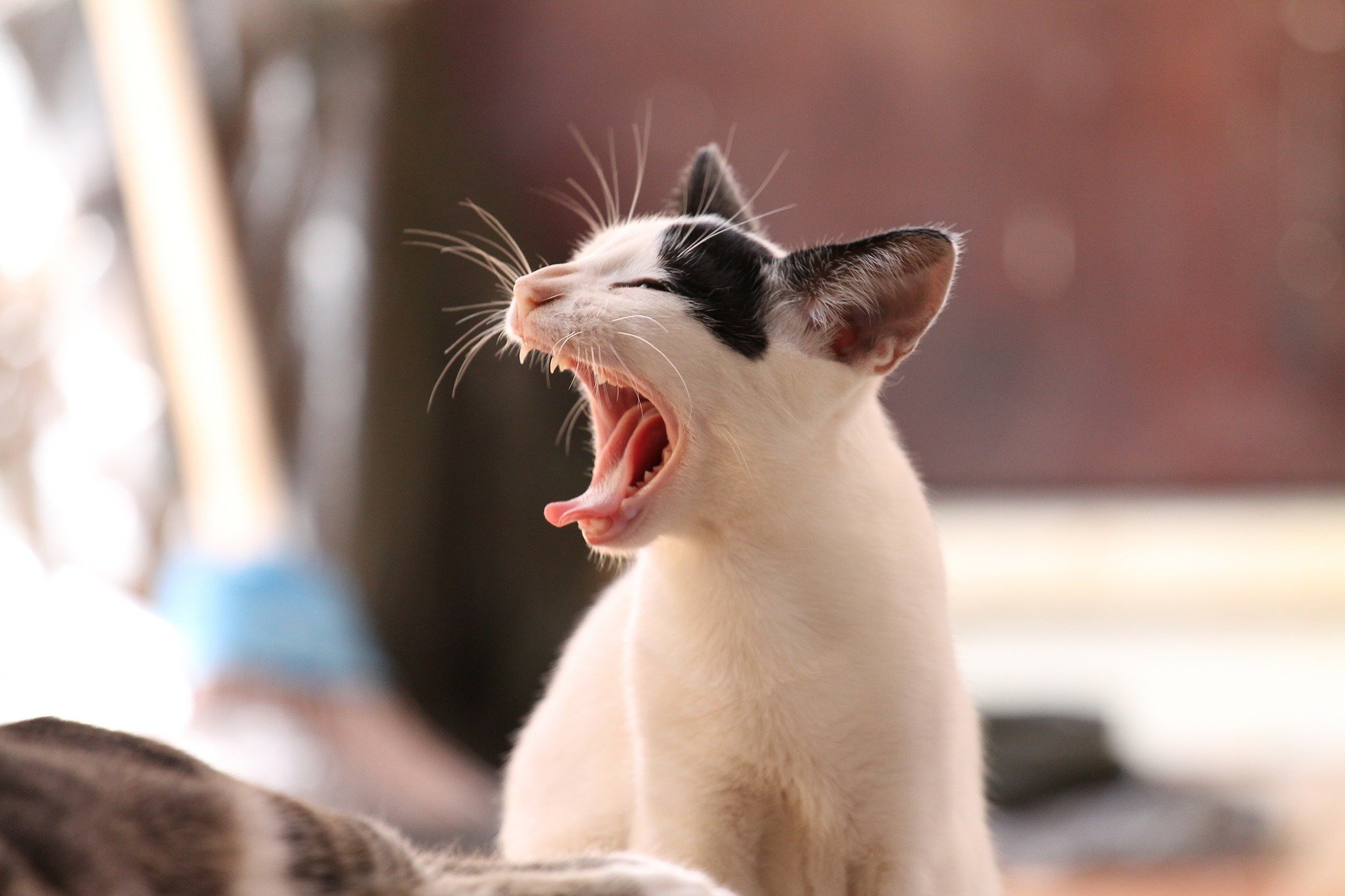 Фото Россия может стать первой страной без аллергиков на кошек