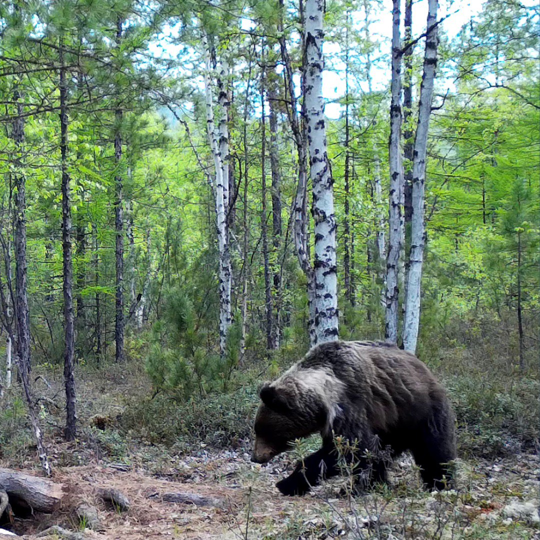 Фото В Бурятии на Байкале медведь «объел» туристов и поцарапал их машину