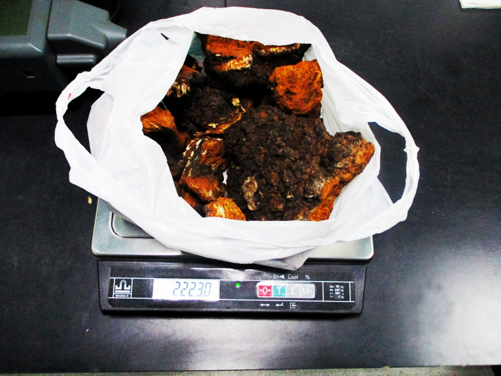 Фото За незаконный вывоз чаги из России жителю Бурятии грозит административное наказание