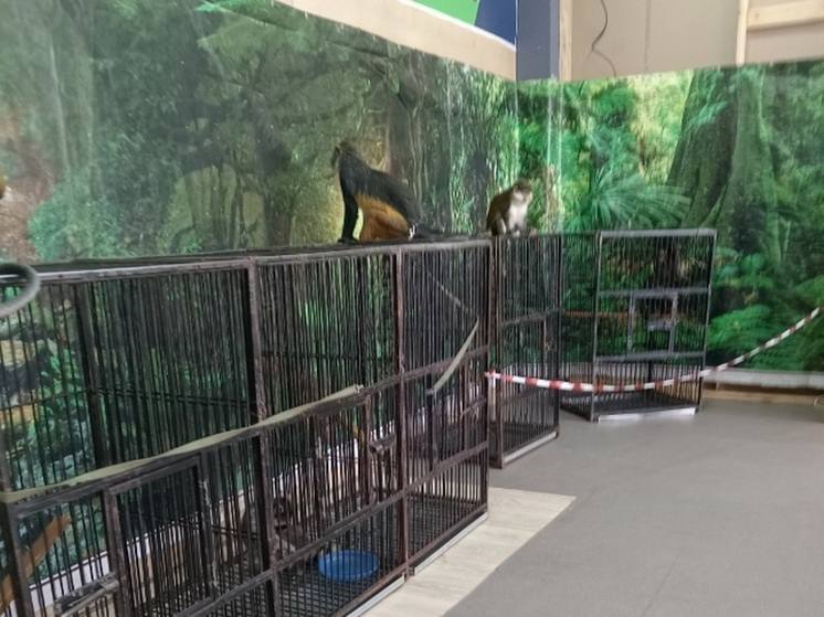 Фото В Улан-Удэ объявлено предостережение зоопарку из Дагестана