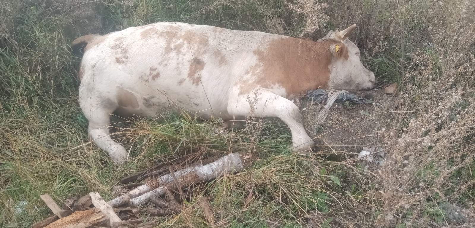 Фото В районе Бурятии коровы облизывали на свалке мертвого быка