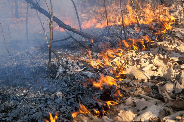 Фото В Бурятии зарегистрировали первый лесной пожар