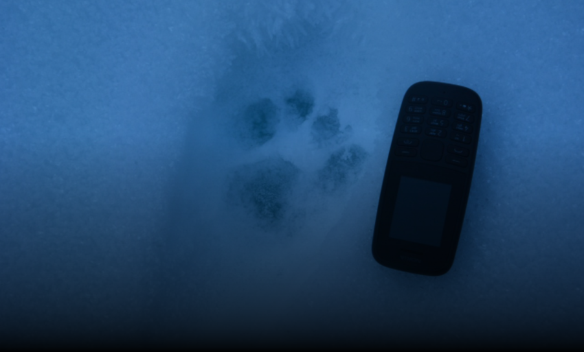 Фото В нацпарке Бурятии найдены следы самки снежного барса и двух котят