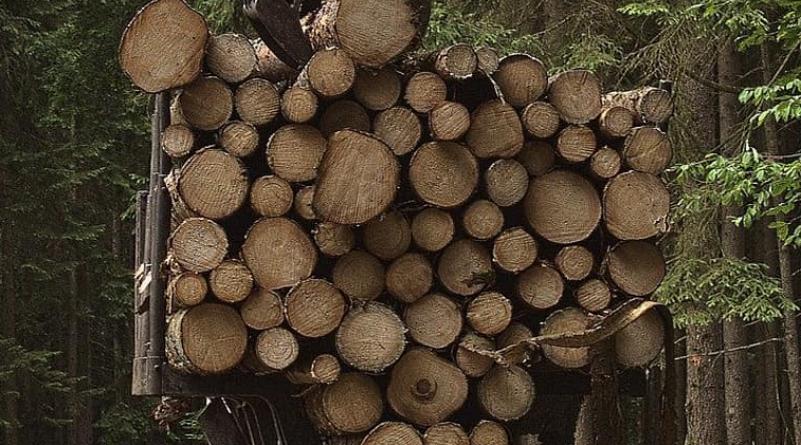 Фото Житель Улан-Удэ решил сэкономить на дровах и принес ущерб лесу на 98 тысяч рублей
