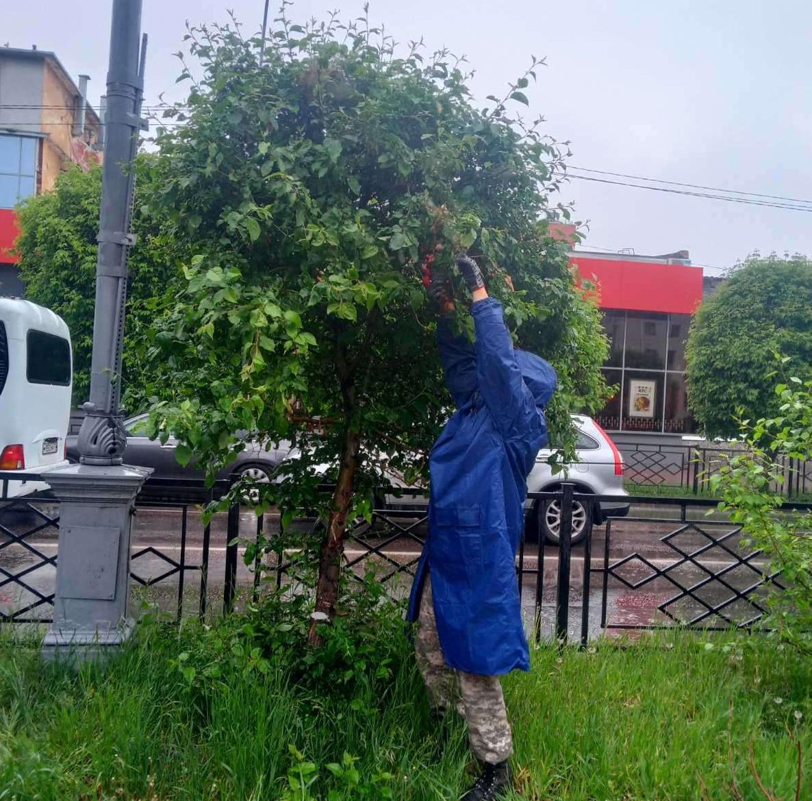 Фото Деревья и кустарники Улан-Удэ защитят от «прожорливых вредителей»