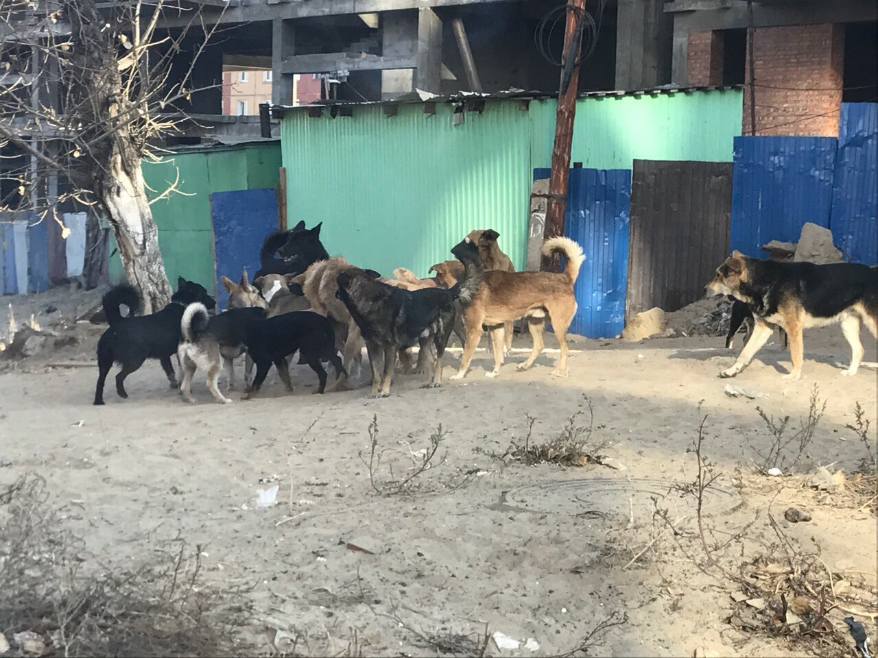 Фото В Улан-Удэ торги по отлову собак признаны несостоявшимися