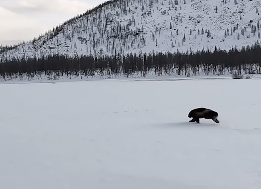 Фото Росомаху удалось заснять в бурятском заповеднике