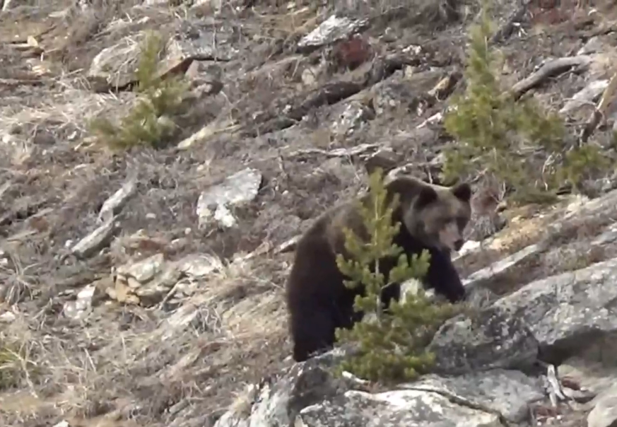 Фото В Бурятии Национальный парк могут закрыть из-за наплыва медведей